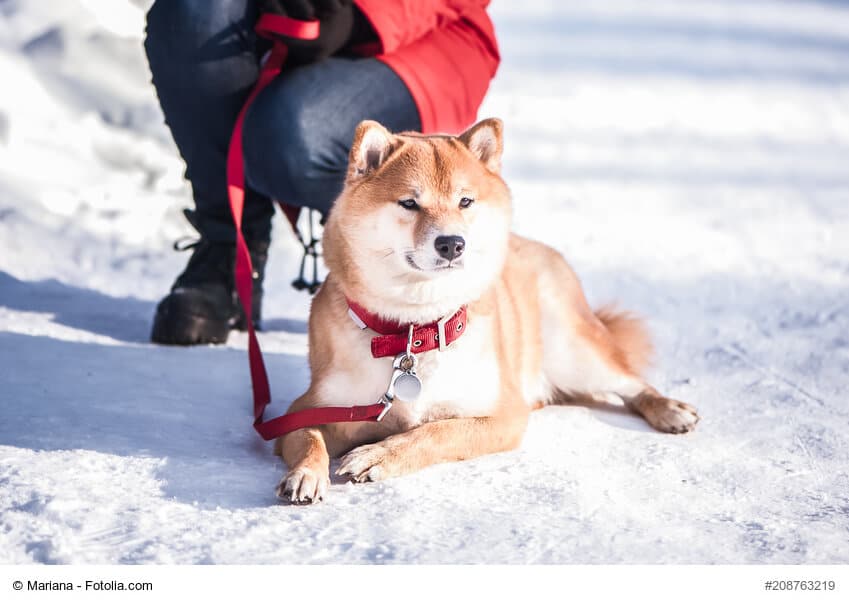 Ein Shiba Inu liegt auf dem Schnee, hinter ihm hockt sein Frauchen. Die Beschriftung lautet: Shiba Inu sehen niedlich aus. Sie zählen aber zu den Hunden vom Urtyp und haben als solche einen starken Charakter.