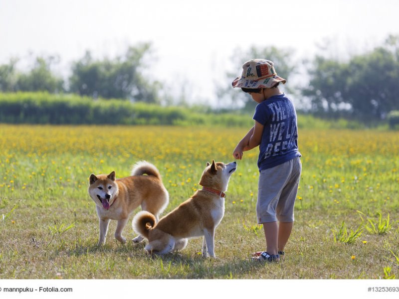 Shiba Inus mit Kind