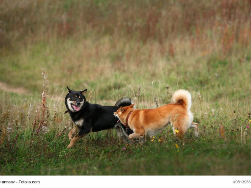 Shiba Inu spielt