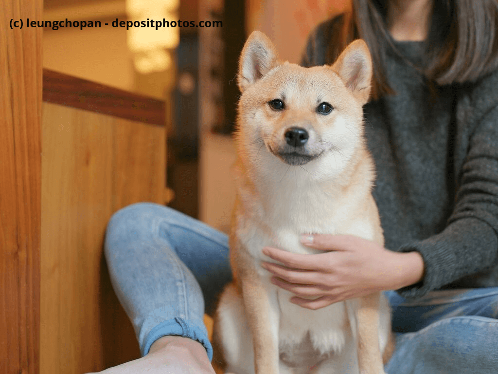 Shiba Inu Hund mit Frauchen