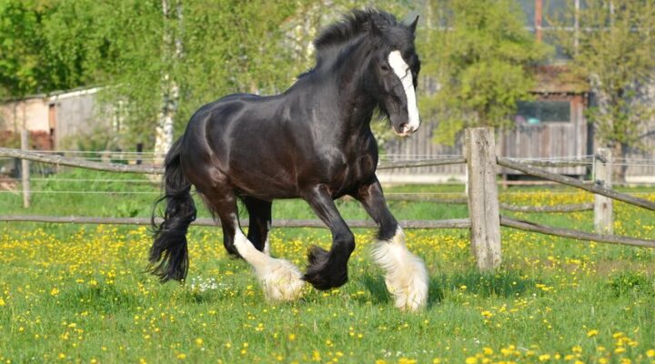 Shire Horse