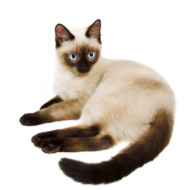 Siam Katze liegend vor hellem Hintergrund