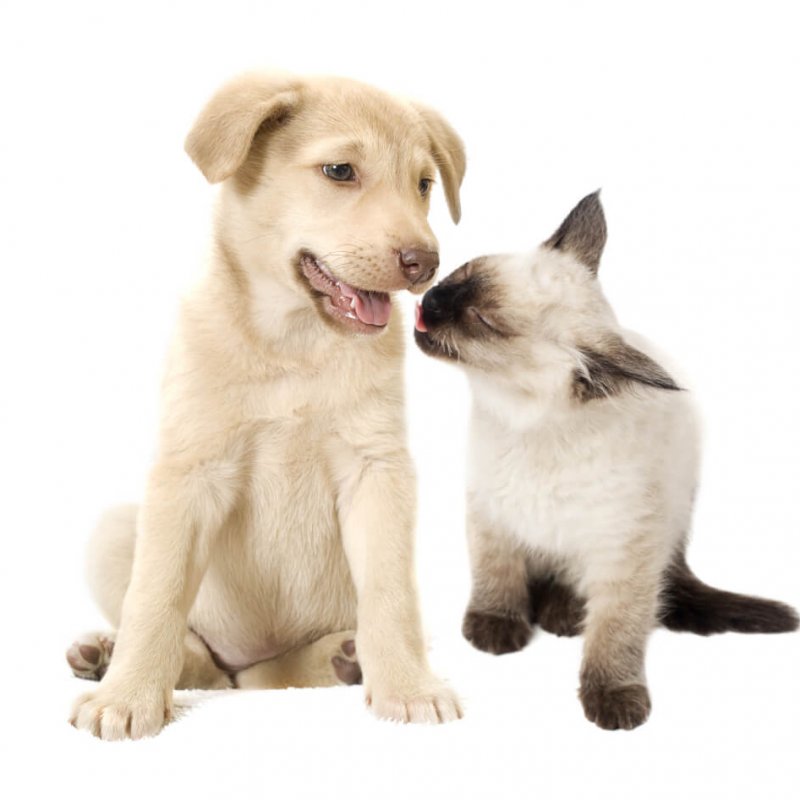 Siam Kitten und Welpe