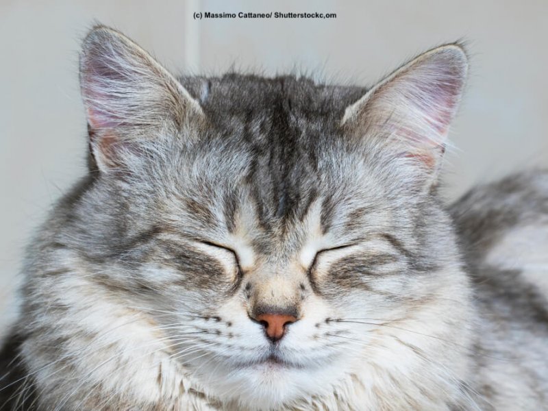 Siberische-Katze-Portrait-muede