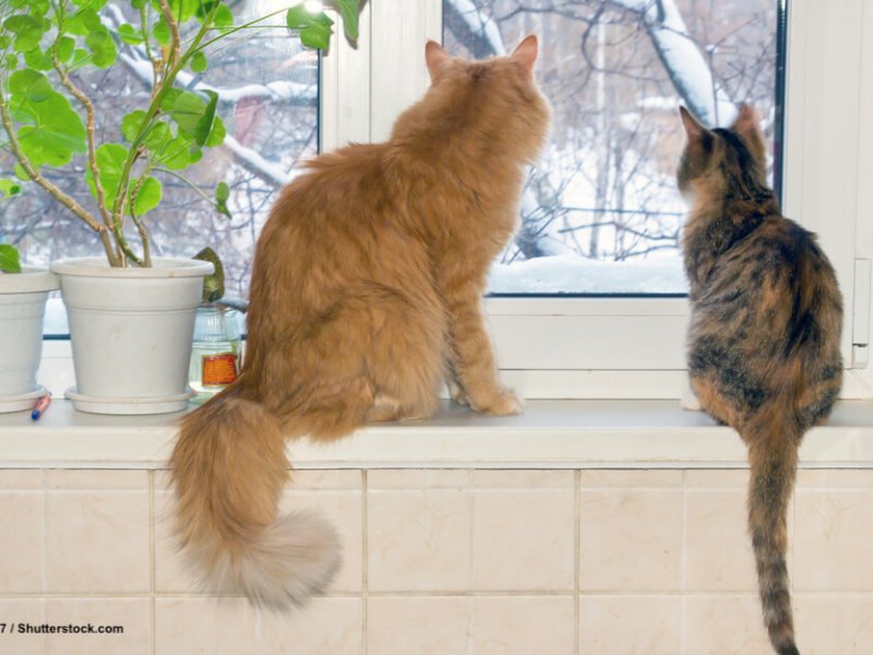 Sibirische-Katze-American-Shorthair