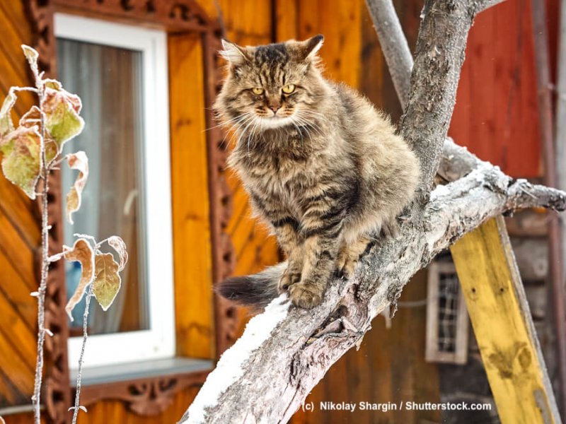 Sibirische-Katze-Baum