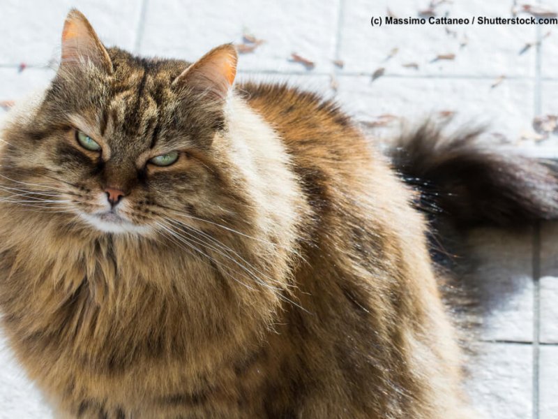 Sibirische-Katze-Portrait
