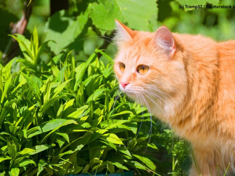 Sibirische-Katze-Rot-Gras