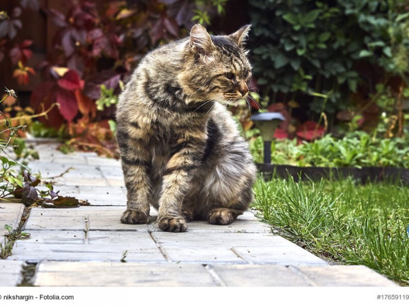 Ältere Sibirische Katze sitzt auf einem Weg, Fellfarbe gestromt