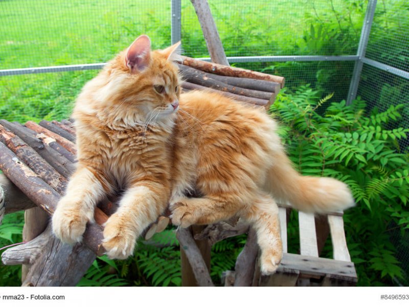 Sibirische Waldkatze rot/braun