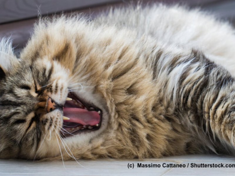 Sibirische-Katze-gaehnend-liegend