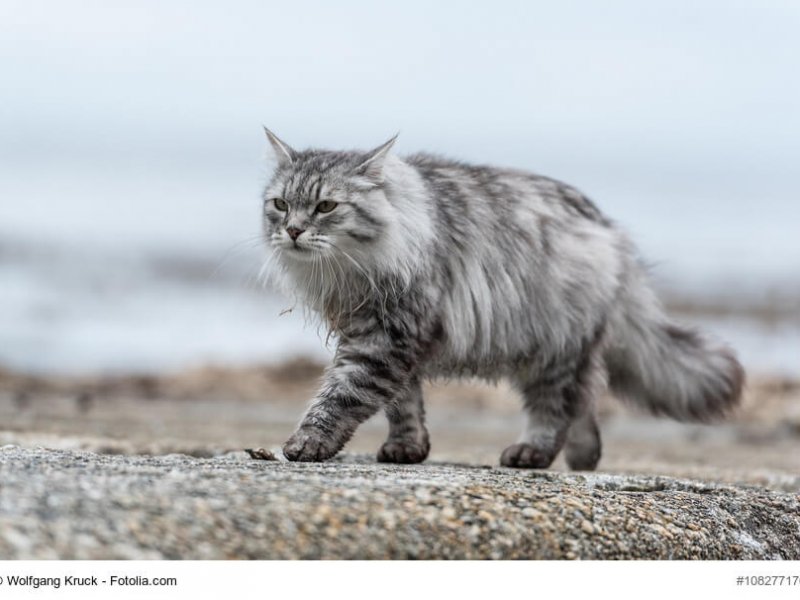 Silber/ graue Sibirische Katze
