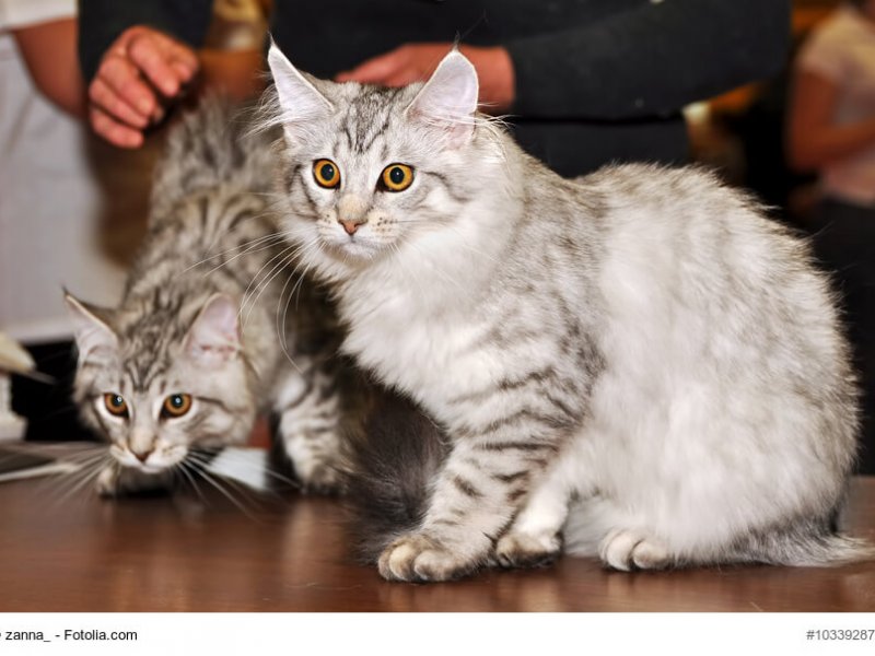 Sibirische Katzen Paar sitzend