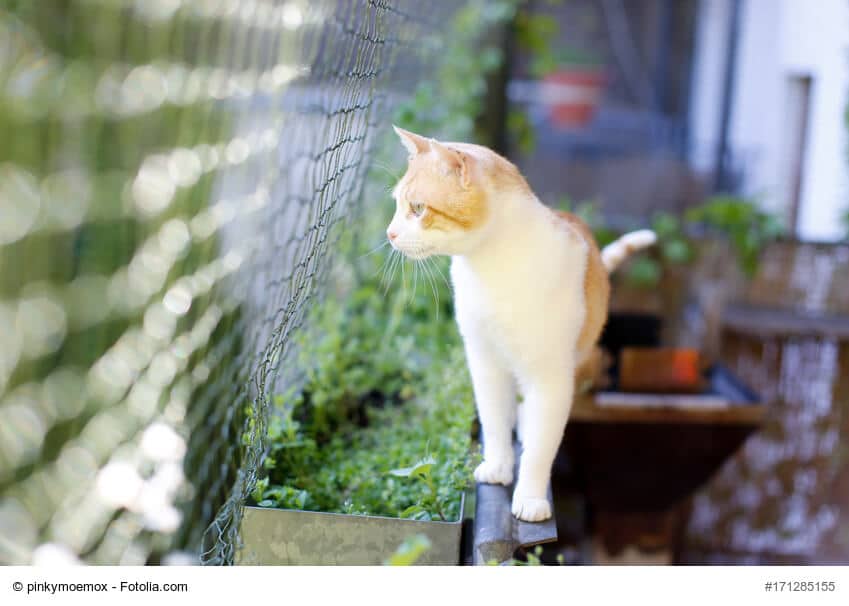 So gestaltest Du deinen Balkon Katzensicher