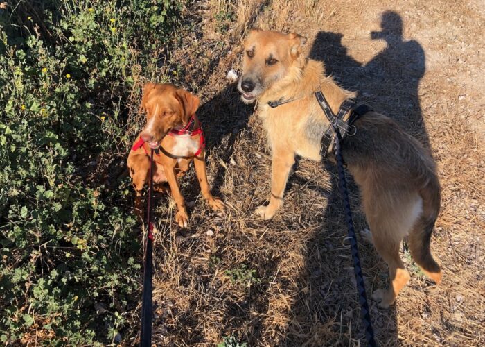 Die verstellbare Nylon-Führleine von Hunter im Test