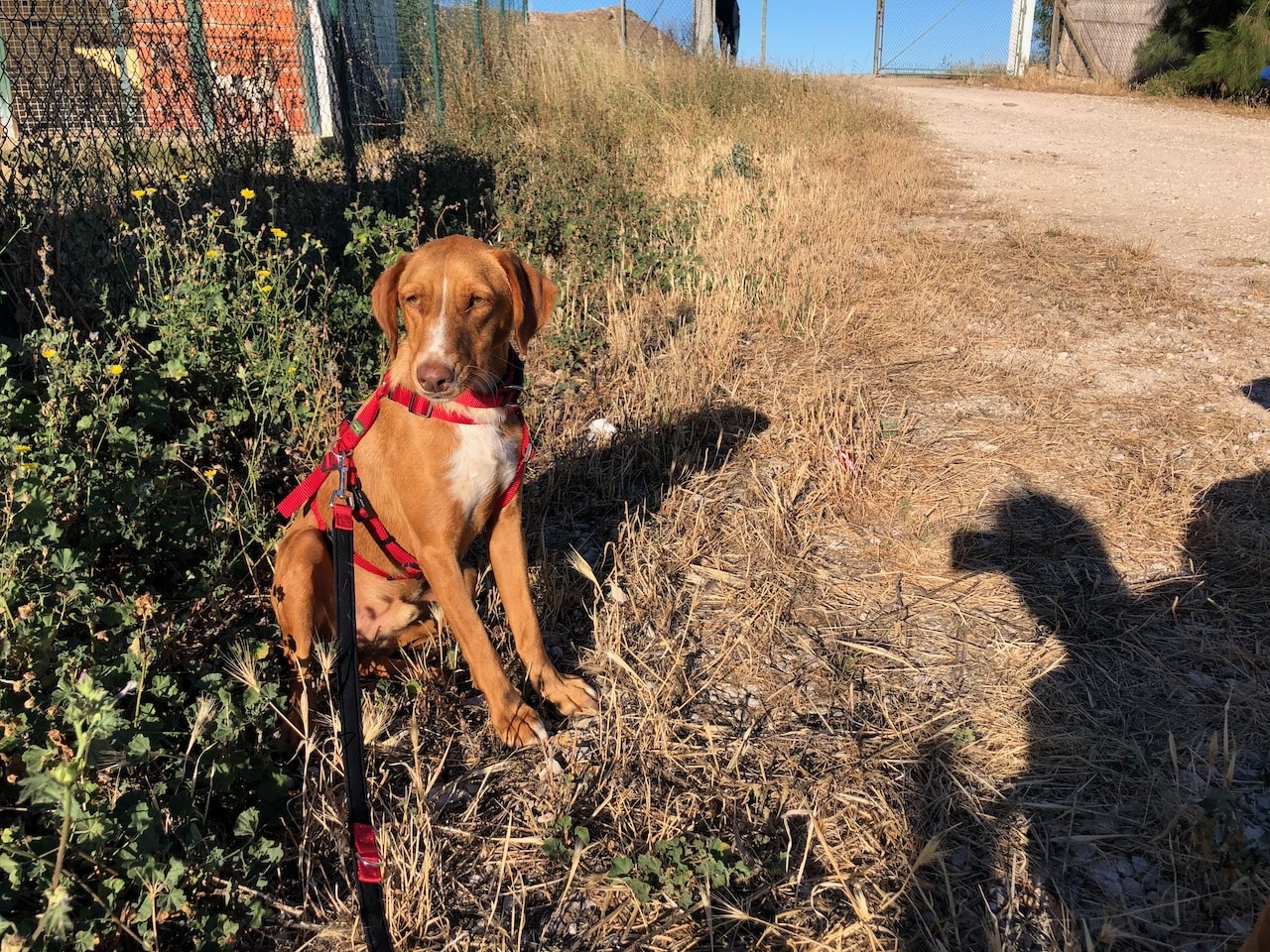 Sicherheitsgeschirr Vario Rapid von Hunter im Test