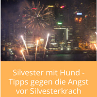 Silvester-mit-hund