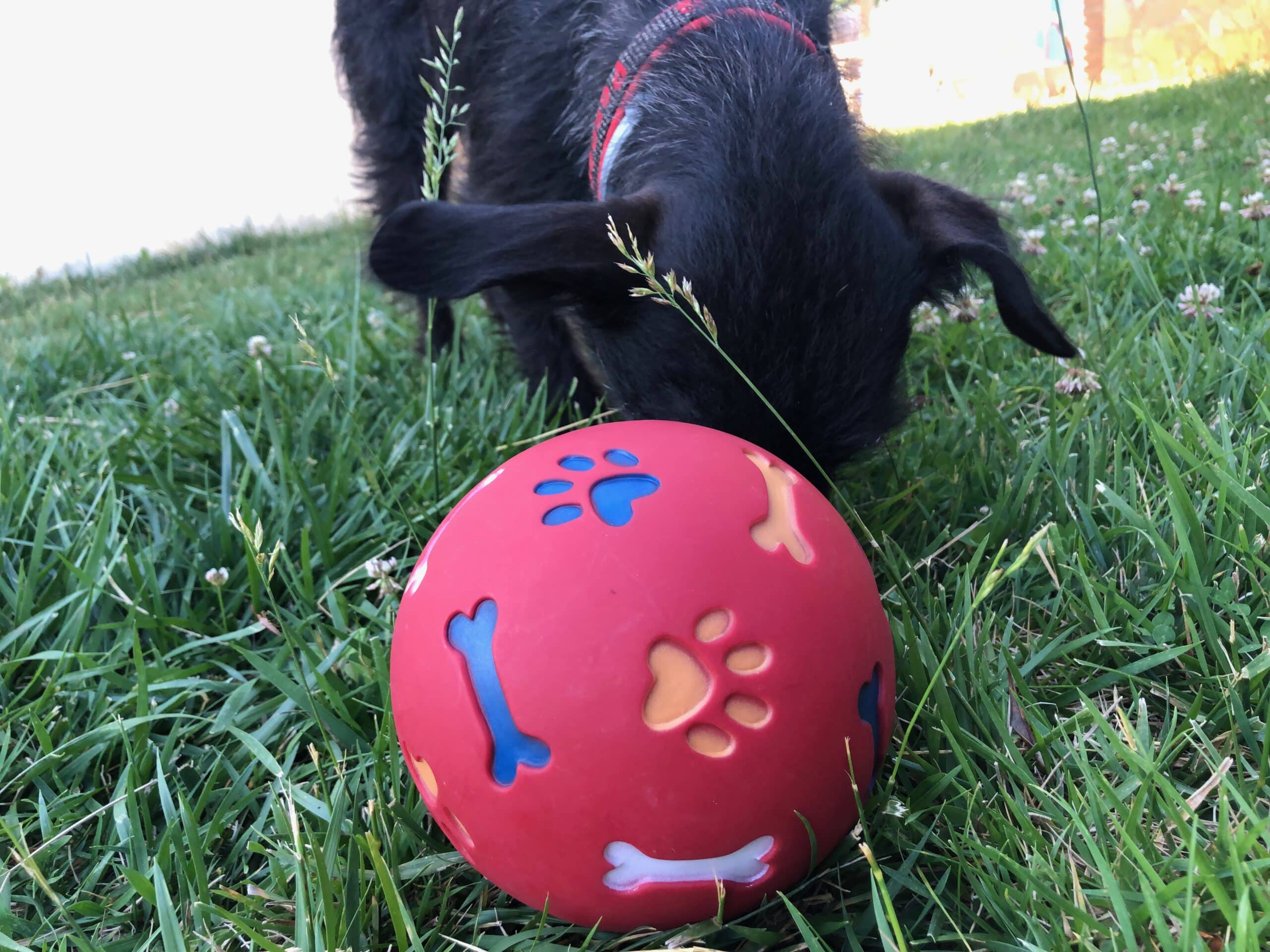 Snackball von Nobby im Test