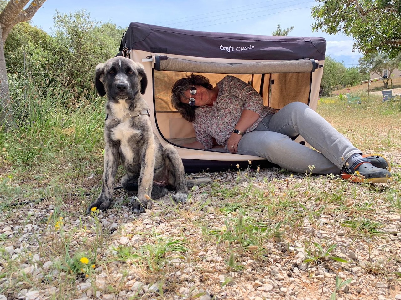 Boxentraining muss je nach Hund sehr kleinschrittig aufgebaut werden, damit es nachhaltigen Erfolg hat.