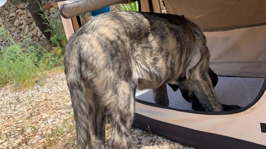 Mancher Hund ist neugieriger als andere. Leckerchen und offene Türen helfen beim Erkunden.