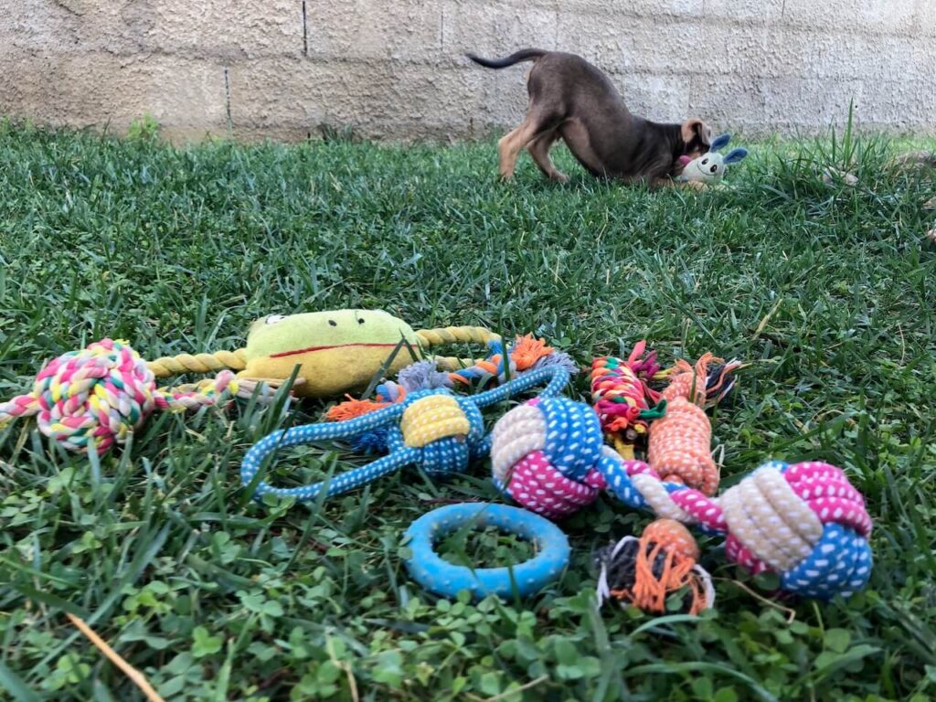 Nicht nur Welpen freuen sich über Spielzeug zur Beschäftigung.