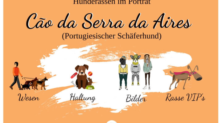 Cão da Serra de Aires