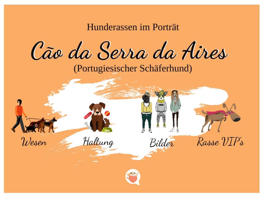 Steckbrief-Cão-da-Serra-da-Aires