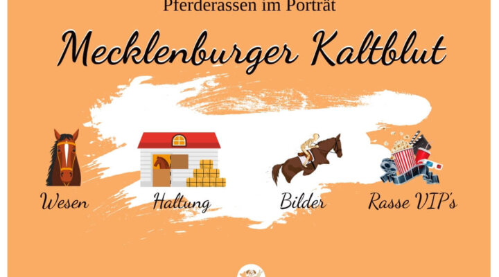 Mecklenburger Kaltblut