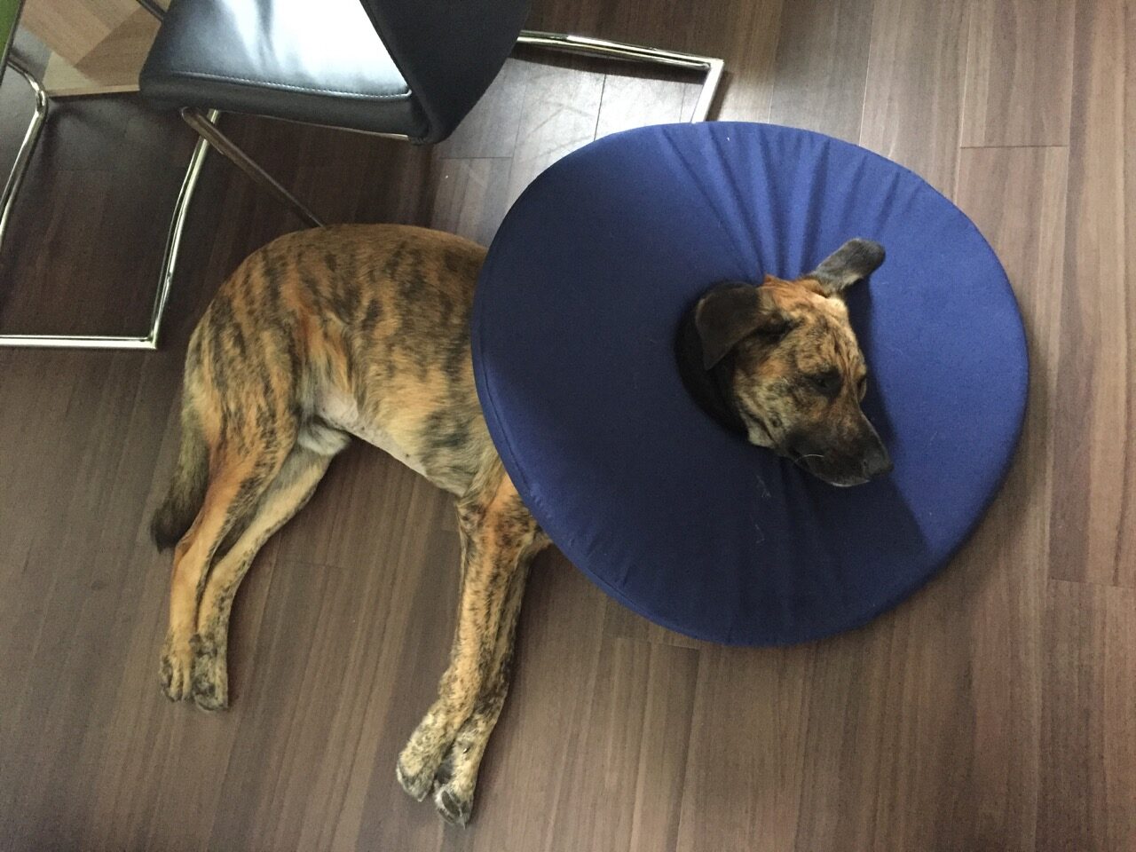 TEPAW Schutzkragen im Test