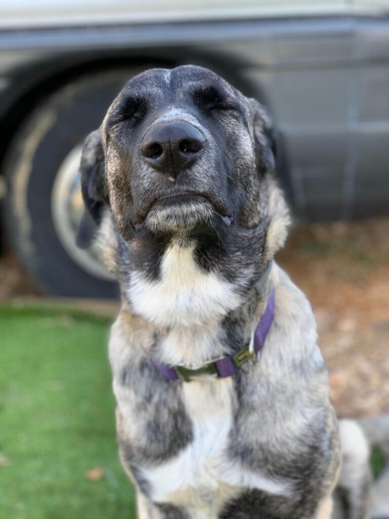 Testhündin Inge haart gar nicht so schlimm, sagt sie zumindest.