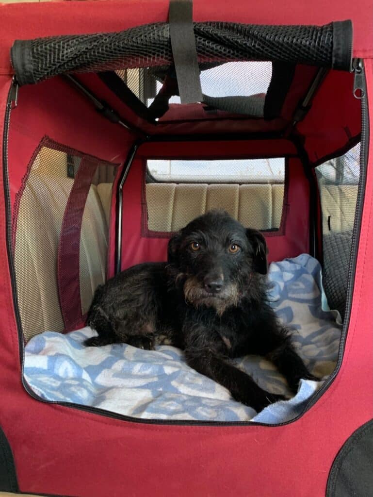 Testhündin Pepper ist schon von Norden nach Süden durch Europa gefahren und hat dabei allerlei getestet.