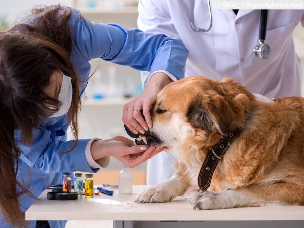 Ein Fundtier ein Golden Retriever wird beim Tierarzt an den Zähnen untersucht