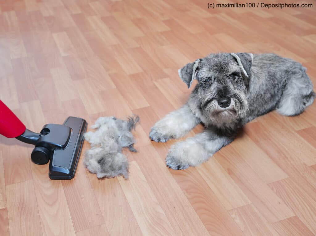 Tierhaare entfernen ist nicht nur mit einem Staubsauger möglich