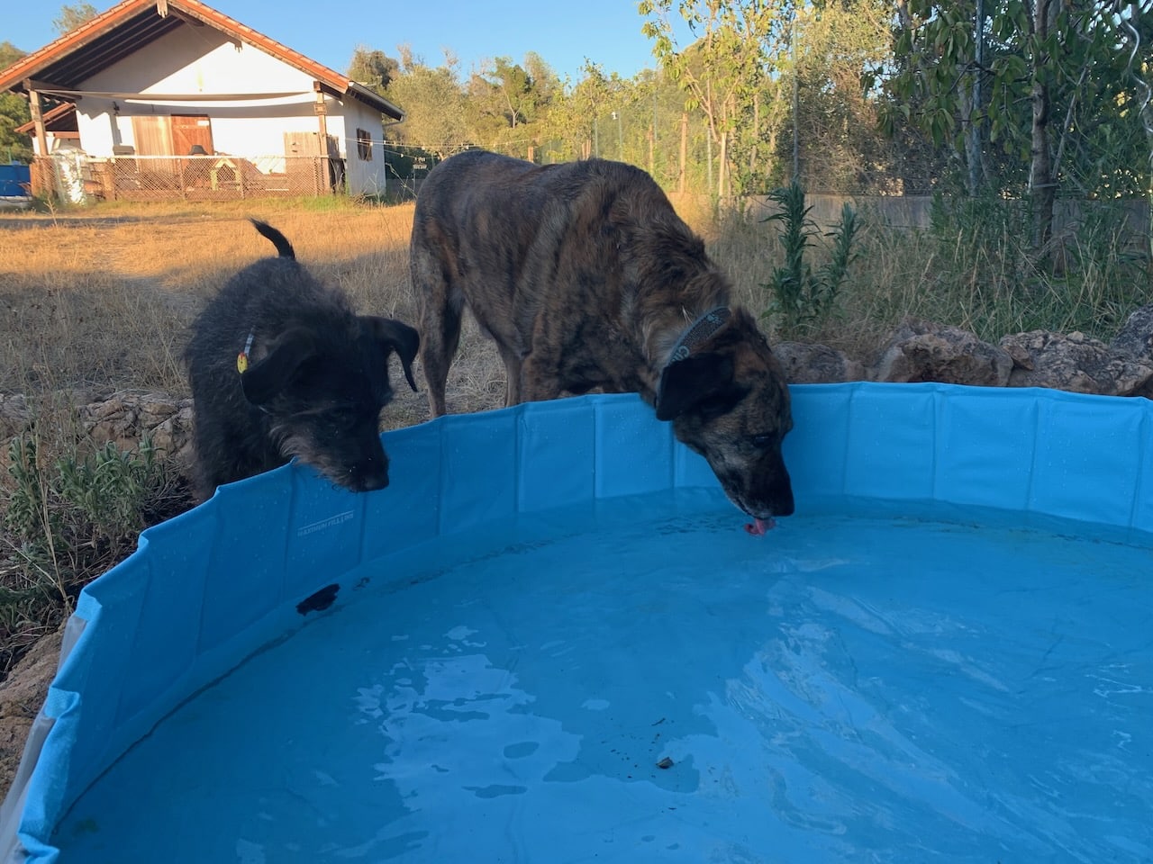 Toozey Hundepool im Test