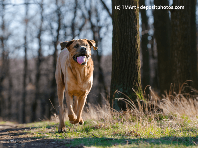 Tosa Inu im Wald zur Frühlingszeit