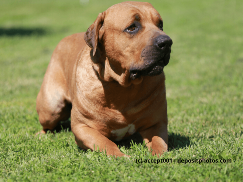 Tosa Inu liegt im grünen Gras