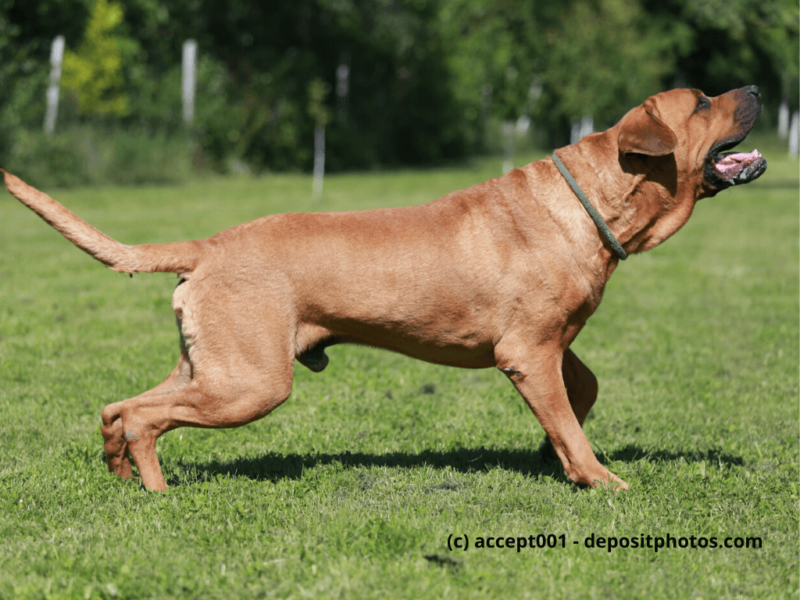 Tosa Inu steht im Grünen