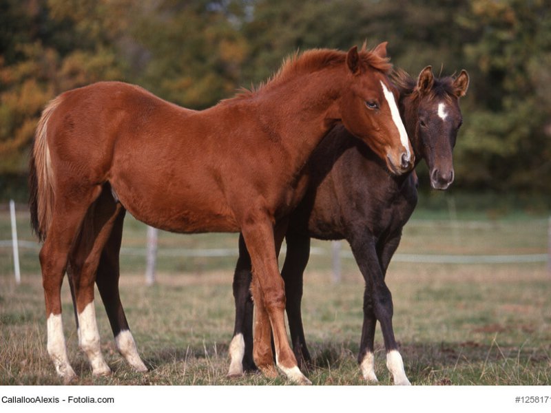 couple de chevaux de race trakehner de profil