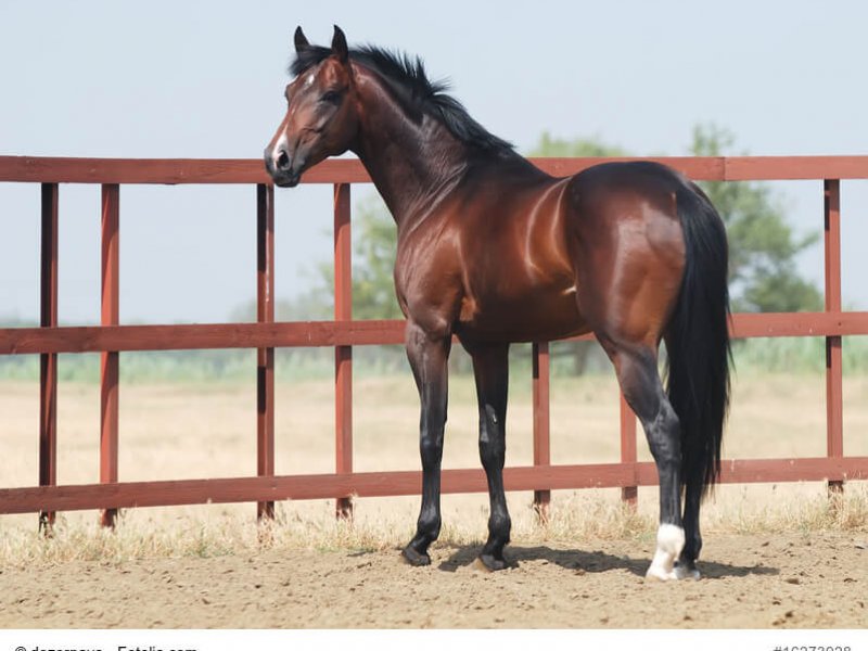 young brown trakehner horse