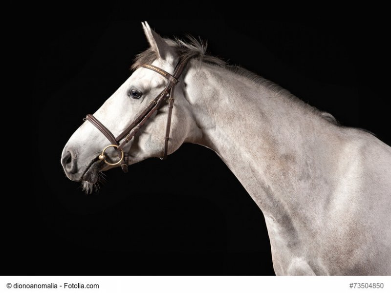 Trakehner Portrait