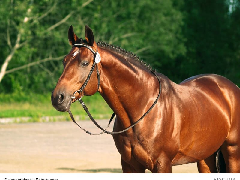 Ausgewachsener Trakehner