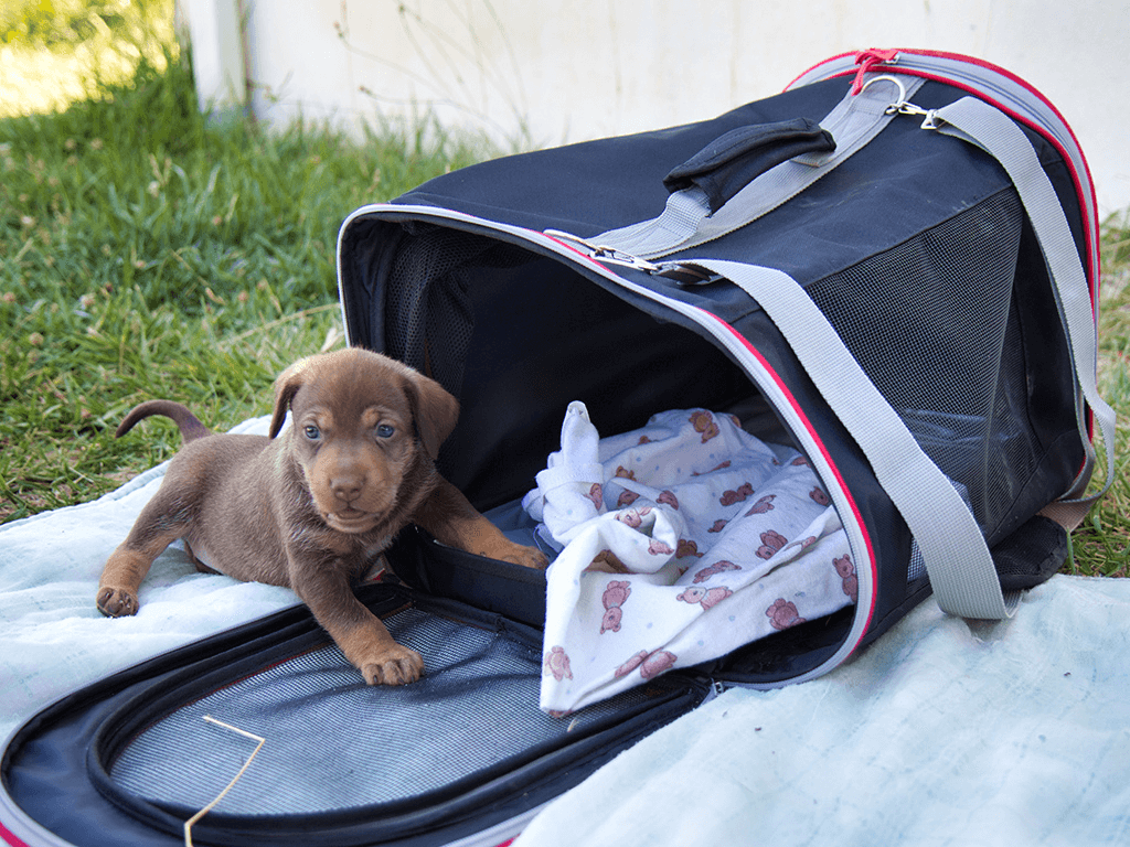 Welpe sitzt in Transporttasche / Hunderucksack