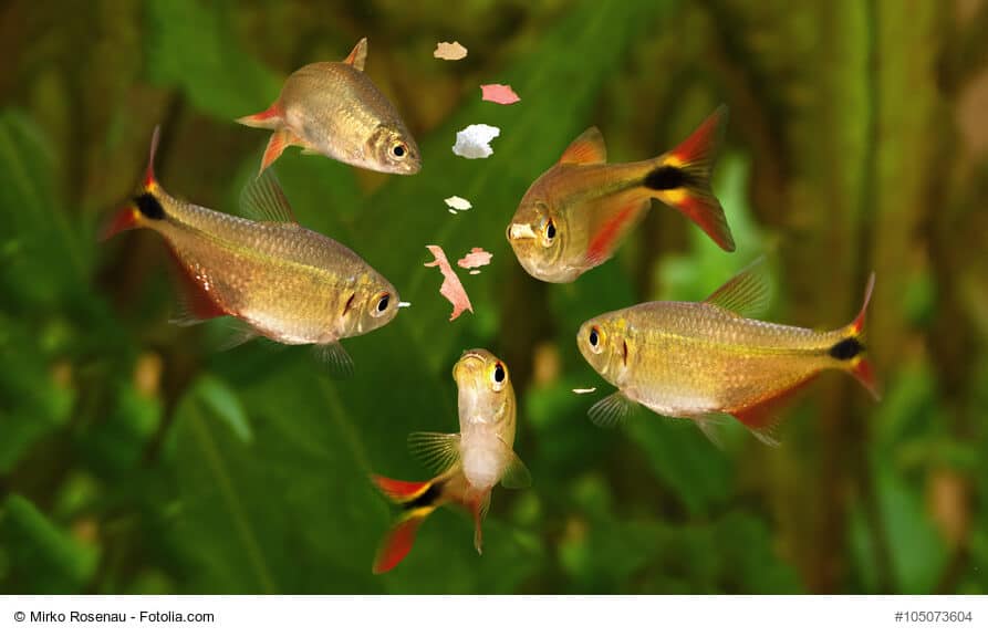 Trinken Fische? Und wenn ja, wie?