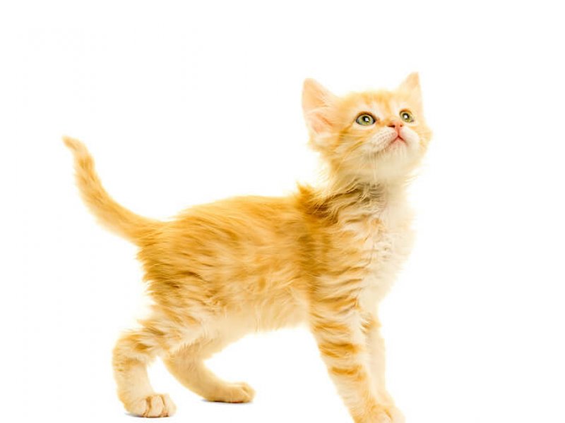 Türkisch Angora Kitte, stehend