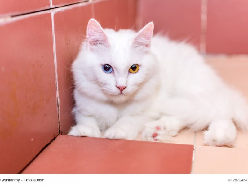 Türkisch Angora Steckbrief