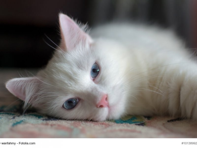 Fellfarbe Katze weiß Schlafende Türkisch Angora Katze