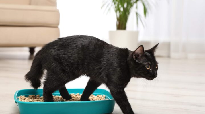 Wenn die Katze plötzlich in die Wohnung kotet: 5 Notfalltipps