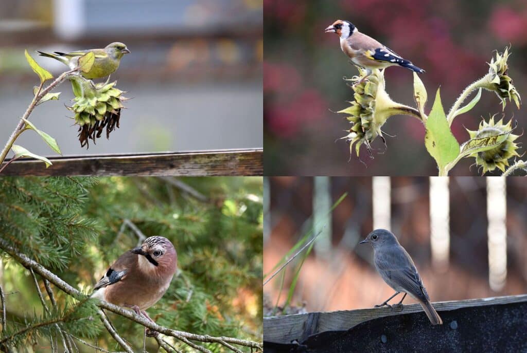 anas zweite Passion neben den Kleintieren sind die Vögel. Ob Hühner als Haustiere oder hier die Wildvögel, die zum Fotografieren einladen.