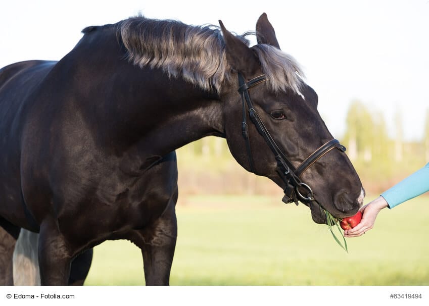 Gutes Pferdefutter ist für die Gesundheit Deines Pferdes das A und O