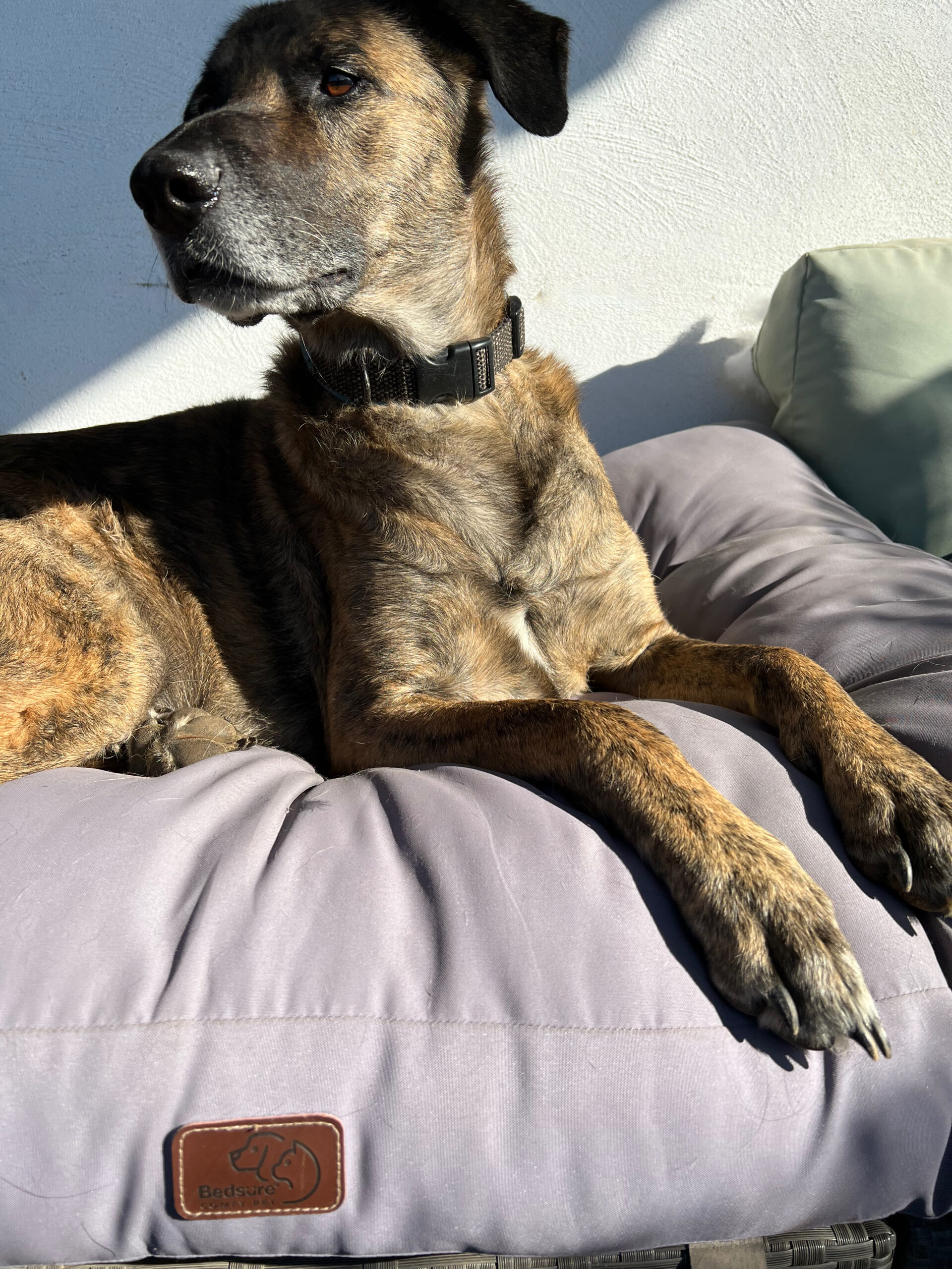 waschbares Hundekissen Bedsure Test